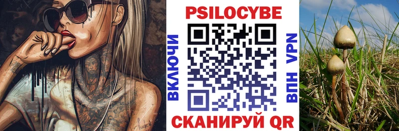 где можно купить   Мезень  Псилоцибиновые грибы мицелий 